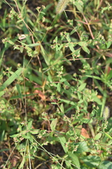 Euphorbia hypericifolia