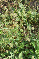 Artemisia japonica