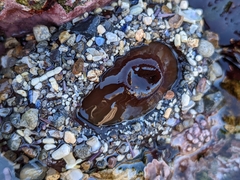 Urticina clandestina