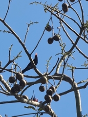 Chrysococcyx xanthorhynchus