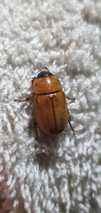 Cyclocephala putrida