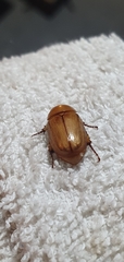 Cyclocephala putrida
