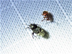 Pycnoderes atratus