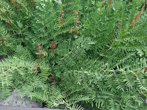 Ein weiteres Foto von Royal fern