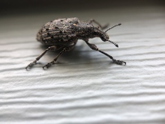 Ithycerus noveboracensis