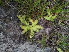 Pinguicula bohemica