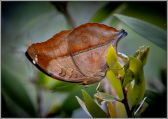 Doleschallia bisaltide australis