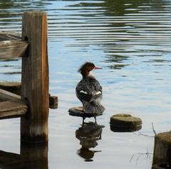 Mergus merganser