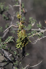 Wiborgia