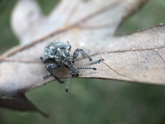 Ithycerus noveboracensis