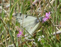 Pontia sisymbrii