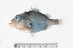 Ostracoberyx paxtoni