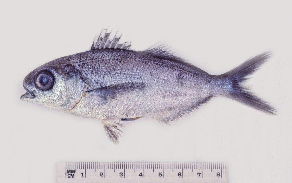Coastal cubehead (Cubiceps whiteleggii) — Nomeidae