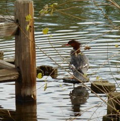 Mergus merganser