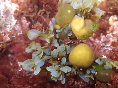 Dictyopteris undulata