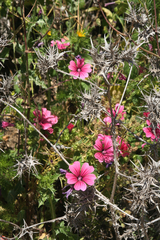 Malva trimestris image