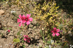 Malva trimestris image