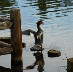 Mergus merganser