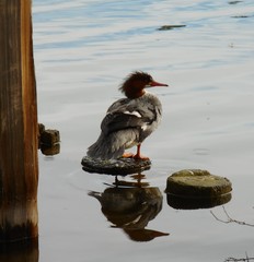 Mergus merganser