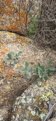 Eriogonum grande