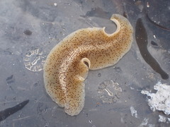 Enchiridium punctatum