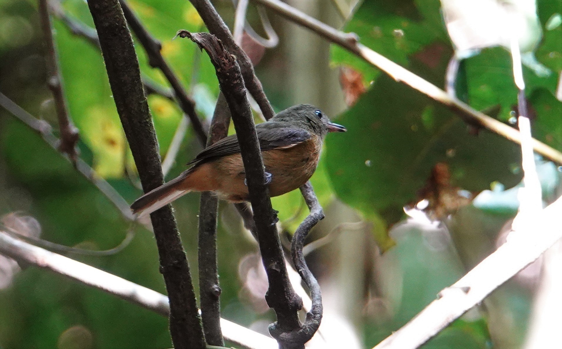 McConnell's Flycatcher (Mionectes macconnelli), photo 4