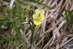 Viola lutea sudetica