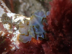 Dictyopteris undulata