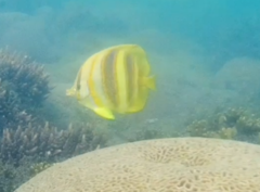 Chaetodon rainfordi