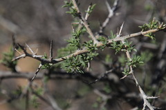 Wiborgia