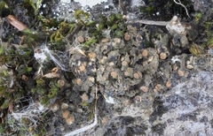 Scytinium dactylinum