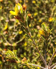 Phyllota remota