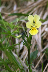 Viola lutea sudetica