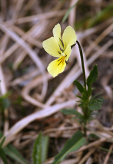 Viola lutea sudetica