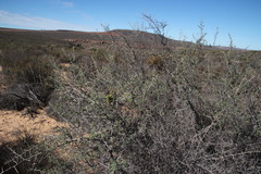 Wiborgia