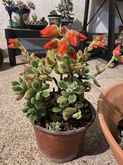 Echeveria pulvinata