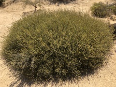 Phyllota remota