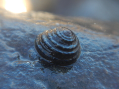 Diloma bicanaliculatum