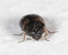 Reesa vespulae