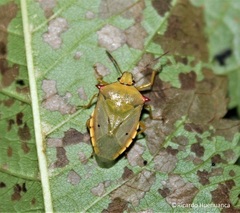 Brontocoris nigrolimbatus