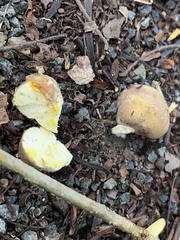 Calvatia rugosa