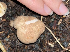 Calvatia rugosa