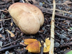Calvatia rugosa