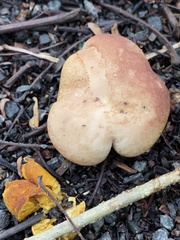 Calvatia rugosa