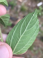 Ceanothus americanus americanus