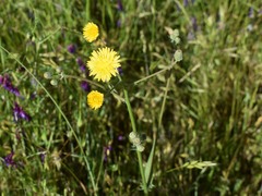Crepis vesicaria
