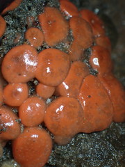 Metandrocarpa