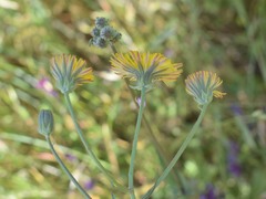 Crepis vesicaria