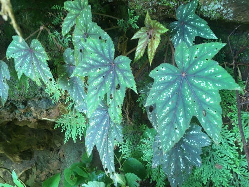Begonia wollnyi