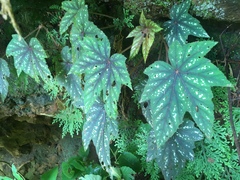Begonia wollnyi